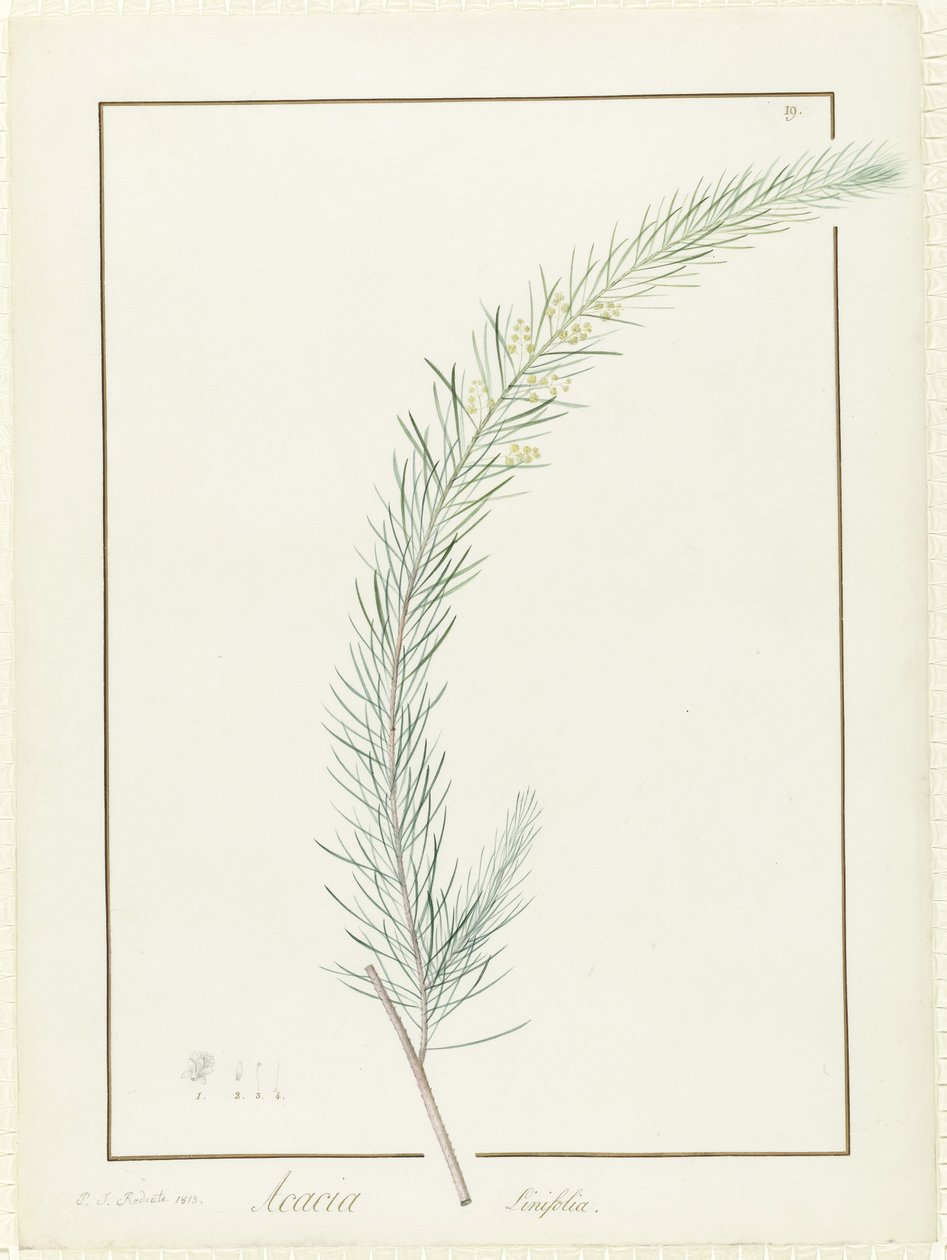 Acacia Linifolia, 1813 (wc och kroppsfärg över spår av grafit på veläng) av Pierre Joseph Redouté
