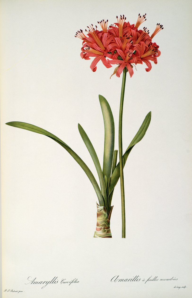 Amaryllis Curvifolia, 1809, från `Les Liliacees