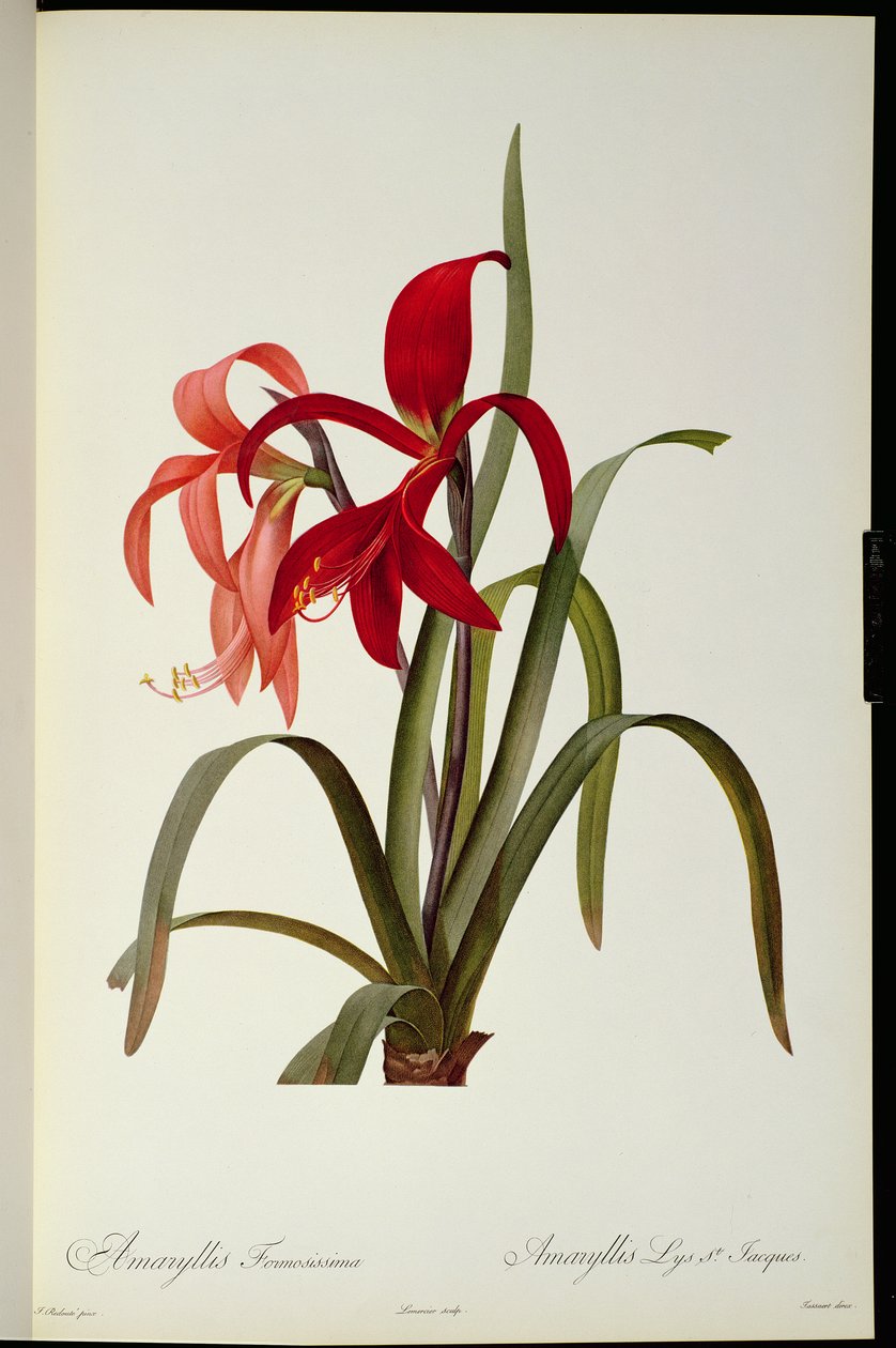 Amaryllis Formosissima, 1808, från `Les Liliacees