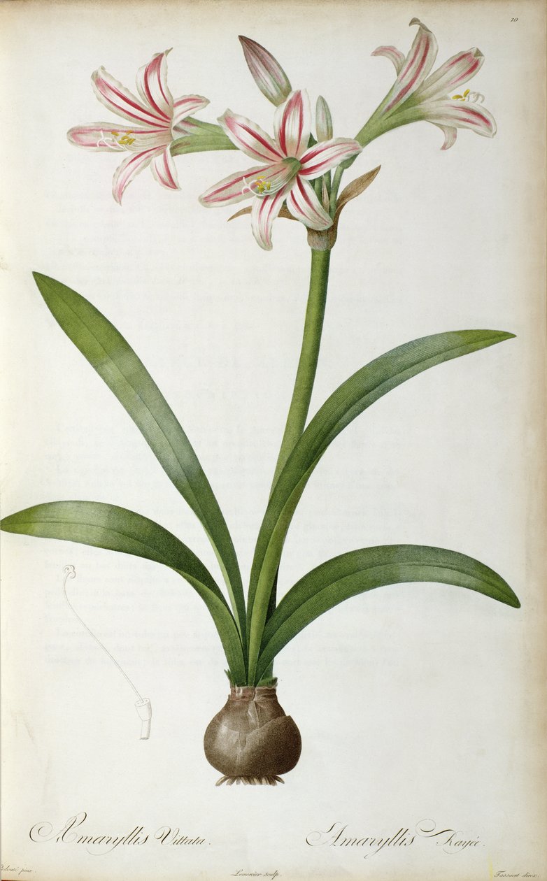 Amaryllis Vittata, från `Les Liliacees