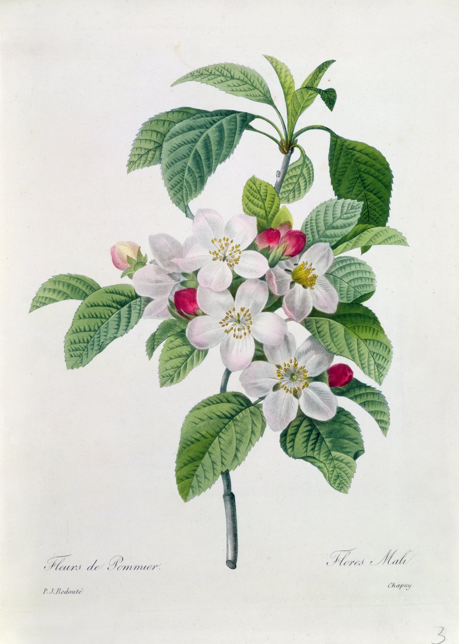 Apple Blossom, från 