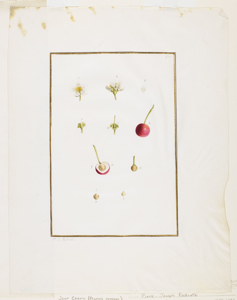 Botanisk dissektion: surkörsbär (Prunus cerasus), ca. 1778-90 (wc och grafit på papper) av Pierre Joseph Redouté