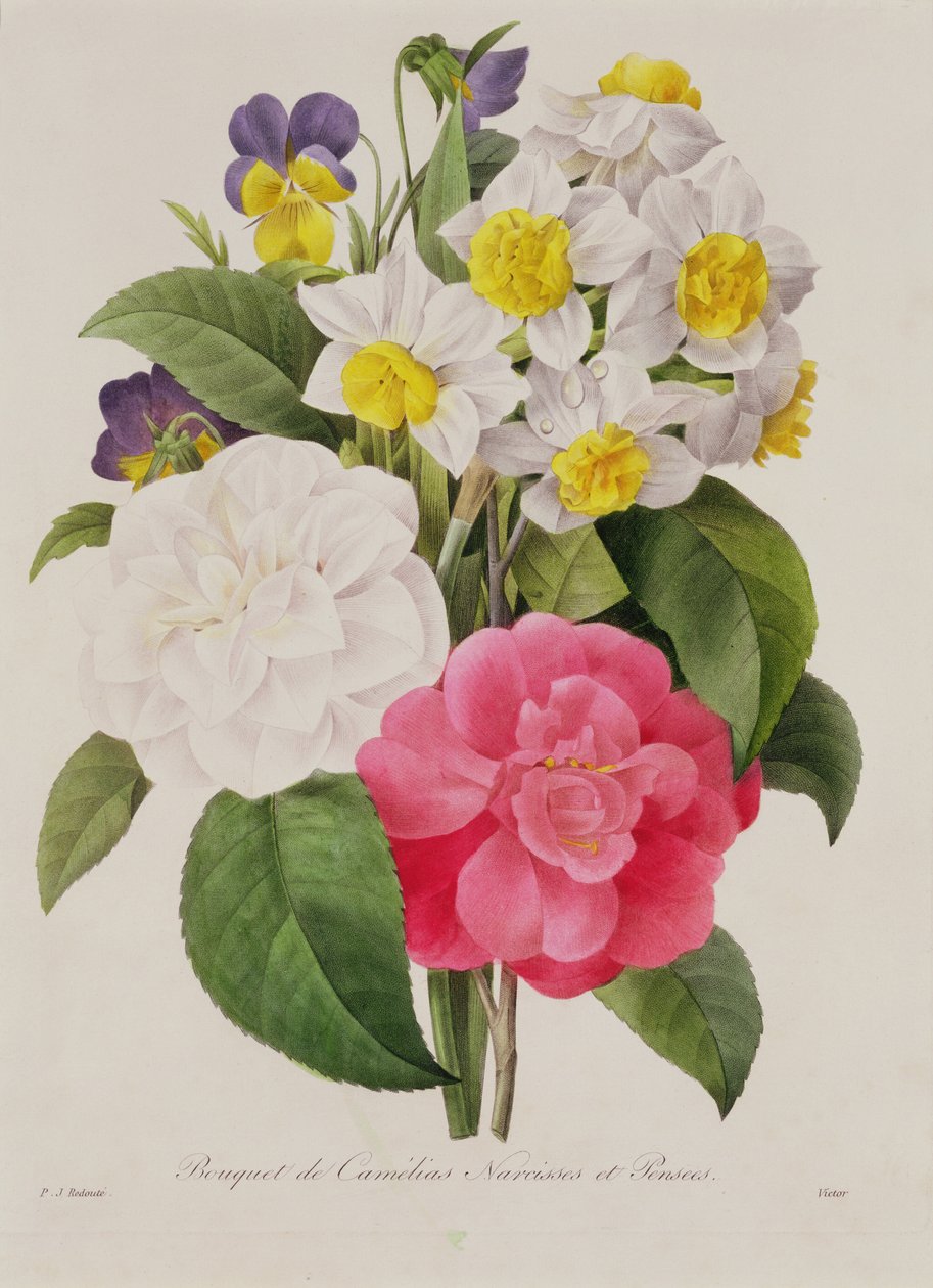 Kamelia, narcisser och penséer, graverade av Victor, pub. 1827 (handfärgad sticklinggravyr) av Pierre Joseph Redouté
