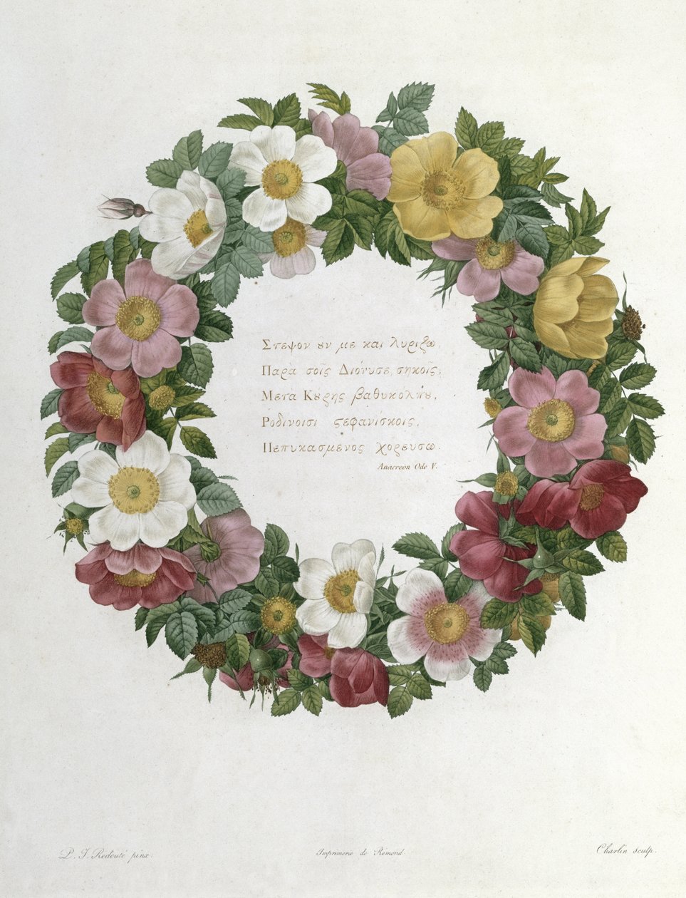 Julrosor av Pierre Joseph Redouté