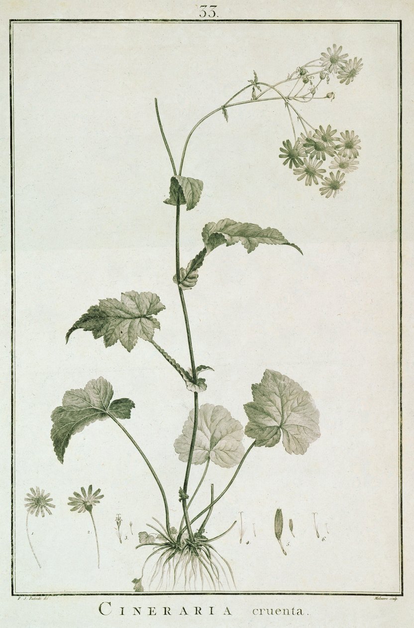 Cineraria Cruenta, från 