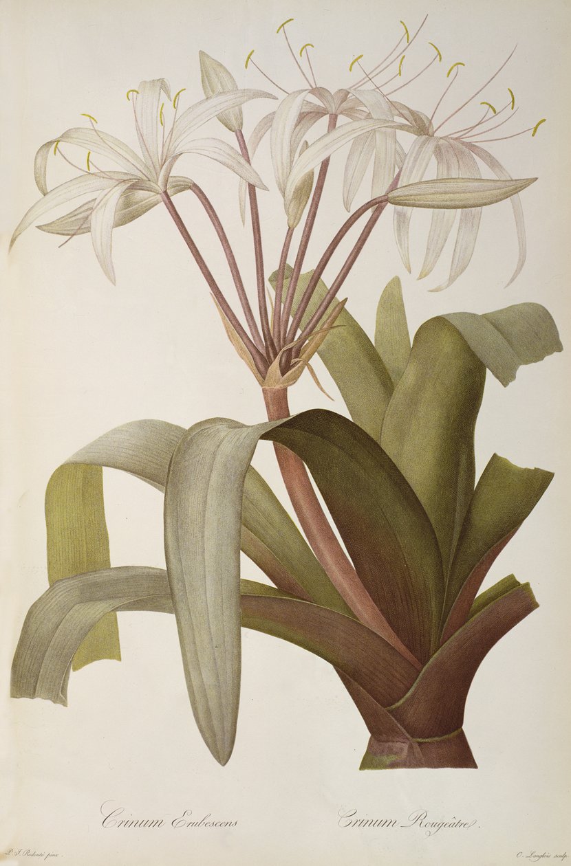 Crinum Erubescens eller Crinum Rougeatre, från 