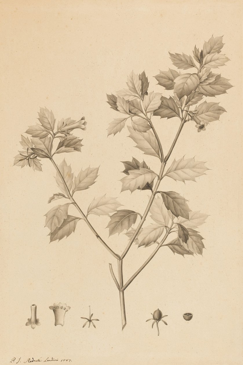 Desfonainia Spinosa, 1787 (borstens spets och grå tvätt på papper, nedlagd på kort) av Pierre Joseph Redouté