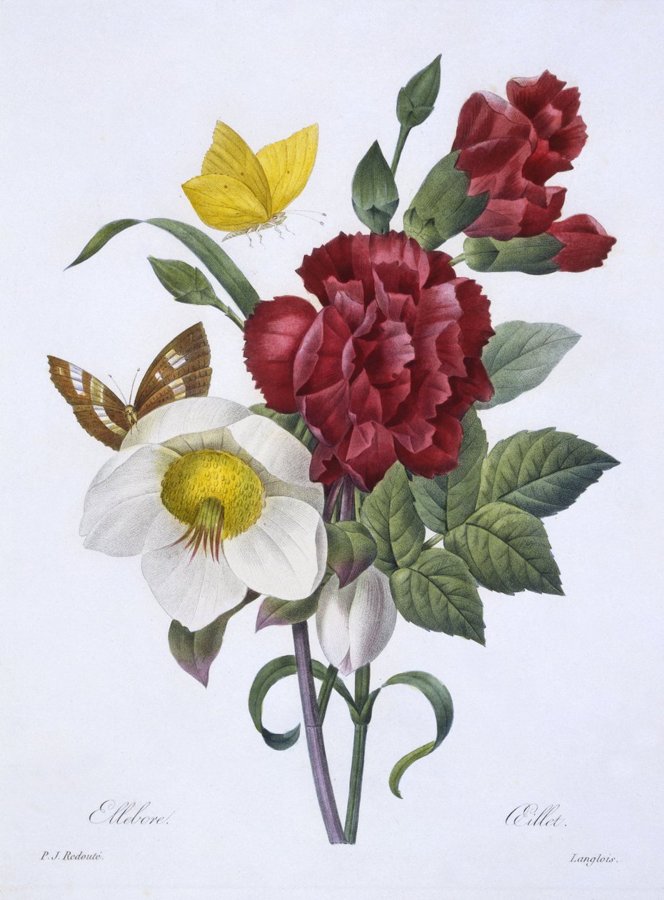 Ellebore et Oeillet, från "Val av de vackraste blommorna", publicerad Paris, 1829 (handfärgad gravyr) av Pierre Joseph Redouté
