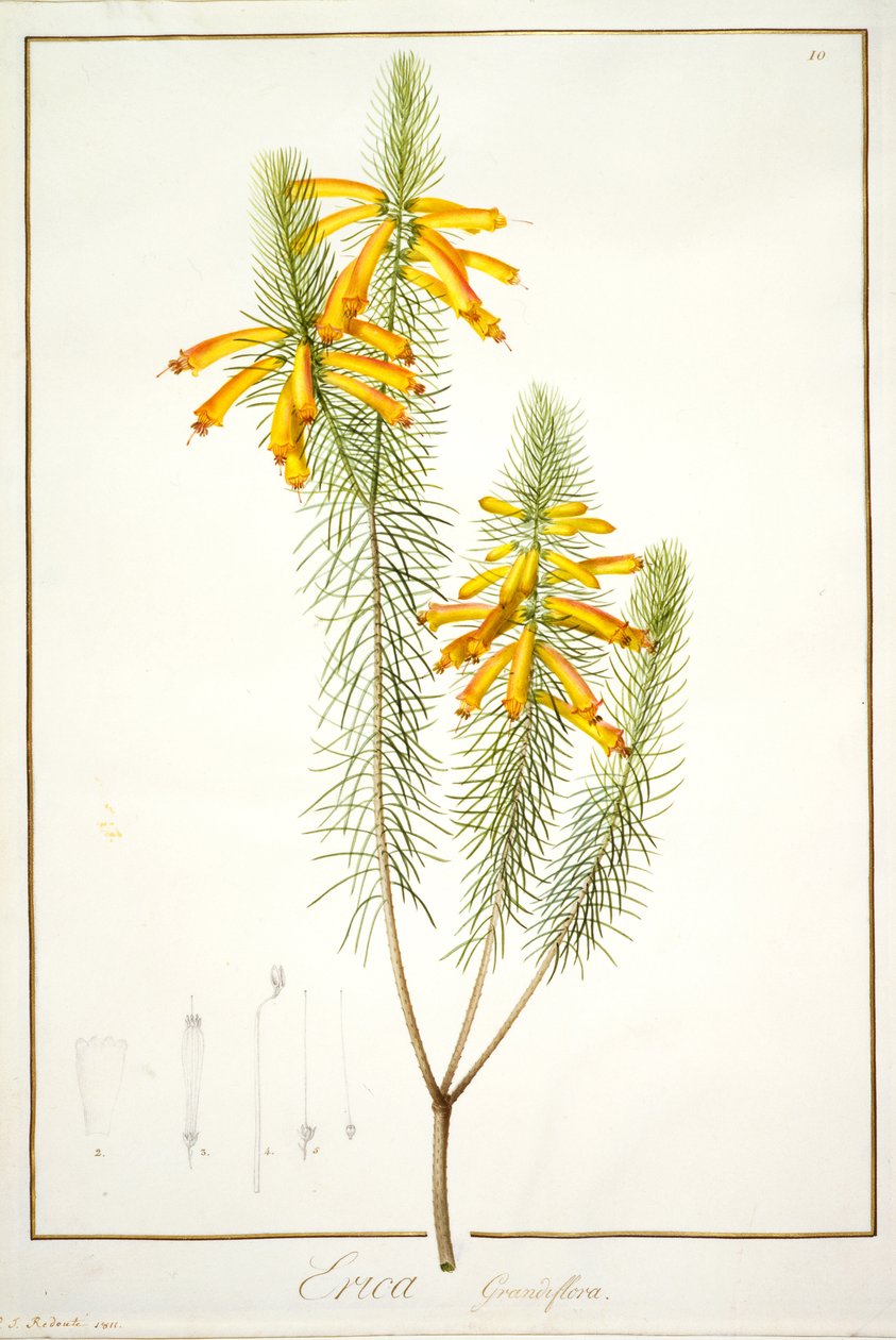 Erica Grandiflora, 1811 (wc och kroppsfärg över spår av grafit på veläng) av Pierre Joseph Redouté