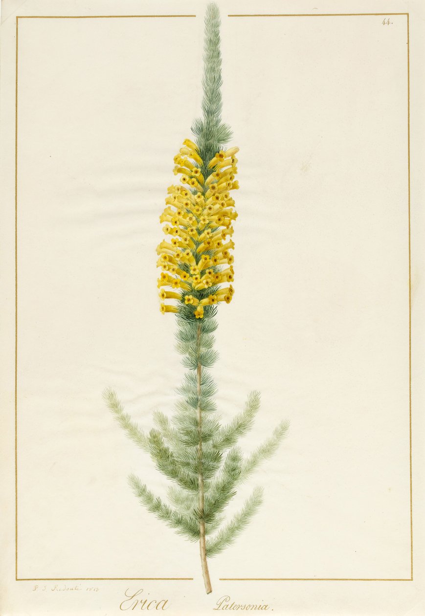 Erica Patersonia, 1813 (wc och bodycolour över grafit på pergament) av Pierre Joseph Redouté