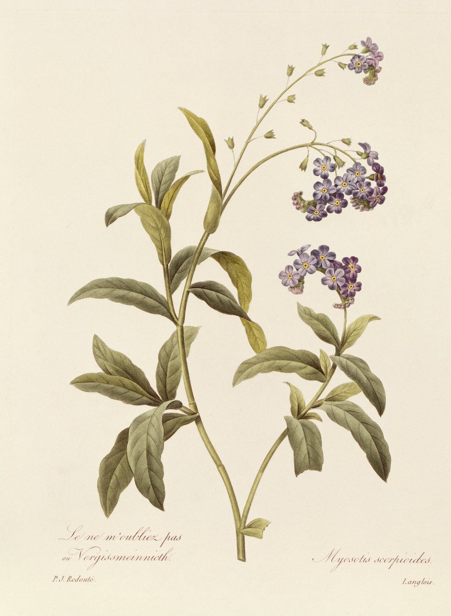 Förgätmigej (färggravyr) av Pierre Joseph Redouté