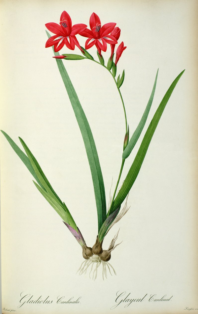 Cardinal Gladiolus, mai 