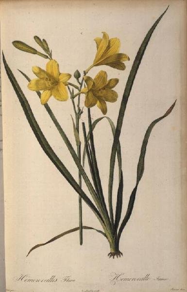 Hemerocallis Flava, från Les Liliacees av Pierre Joseph Redouté