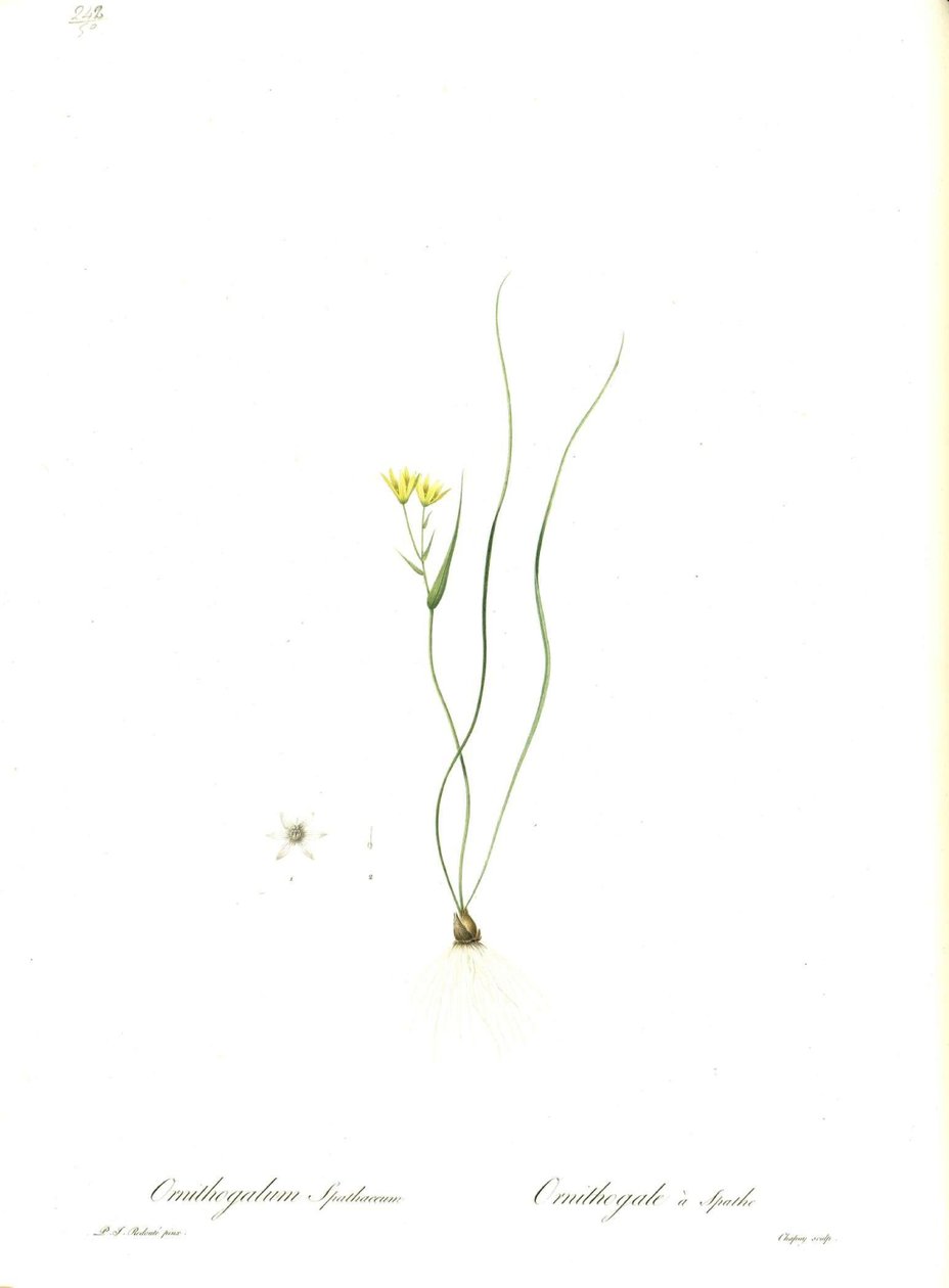 Illustration av Gagea spathacea (Orig. Ornithogalum spathaceum) av Pierre Joseph Redouté