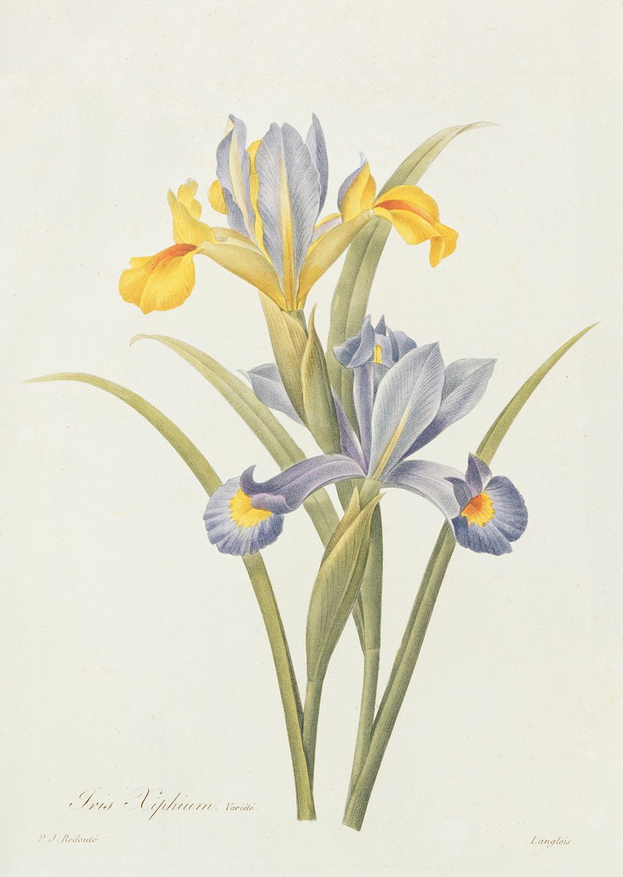Iris (färggravyr) av Pierre Joseph Redouté