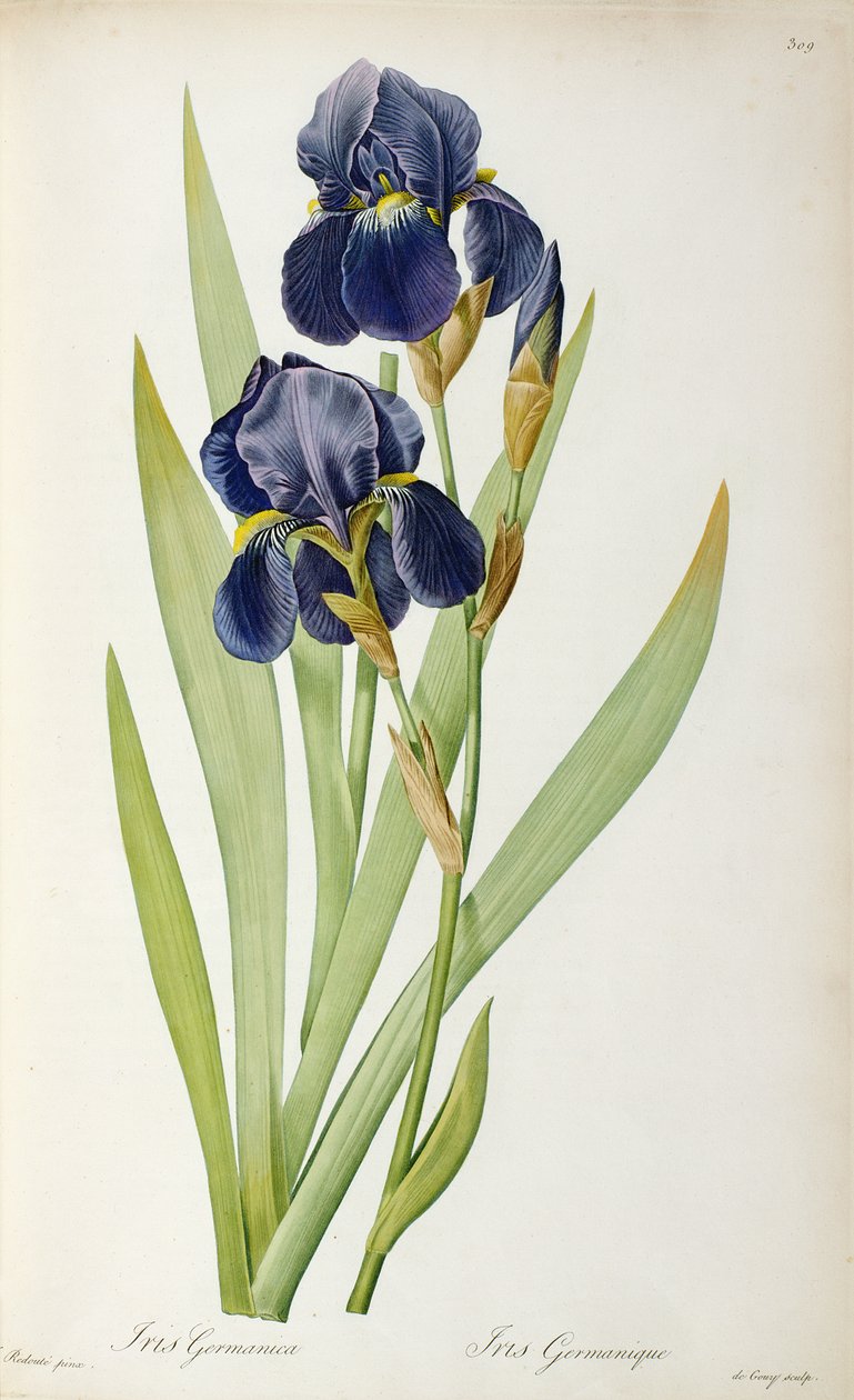 Iris Germanica, från `Les Liliacees