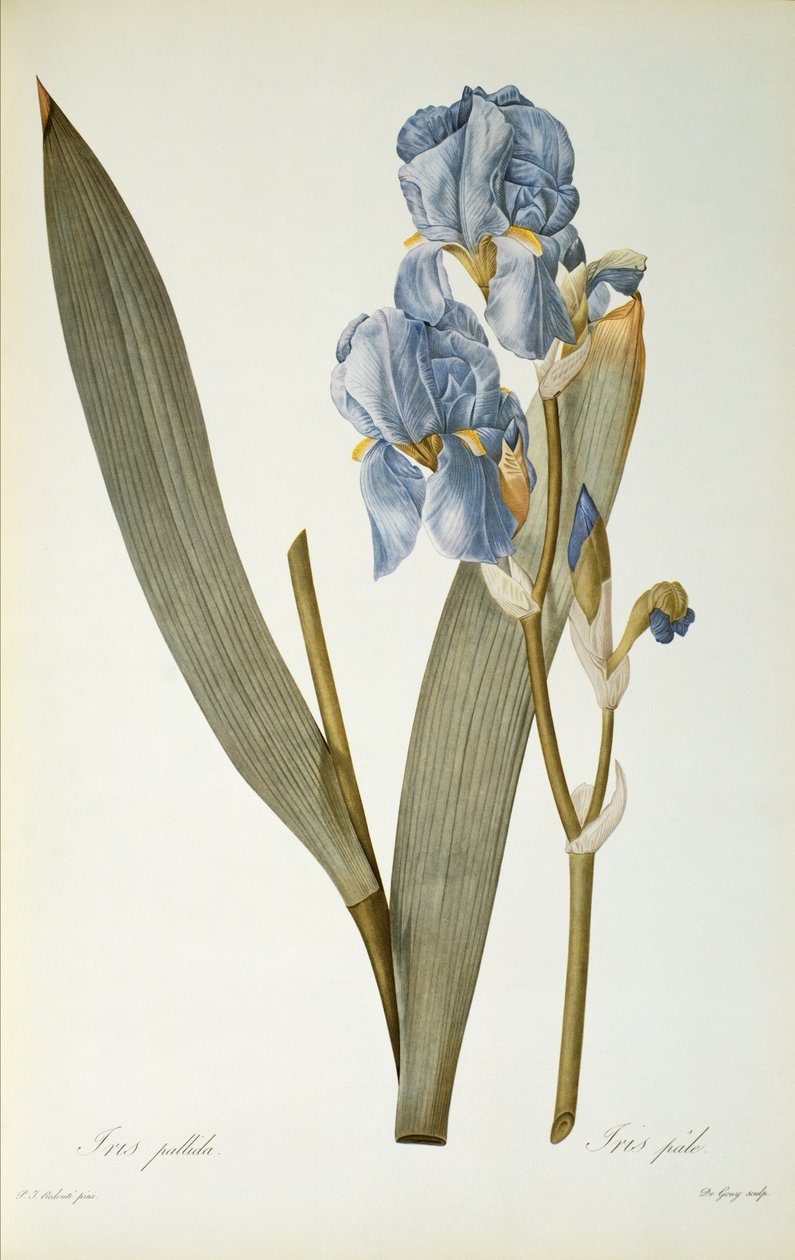 Iris Pallida, från 