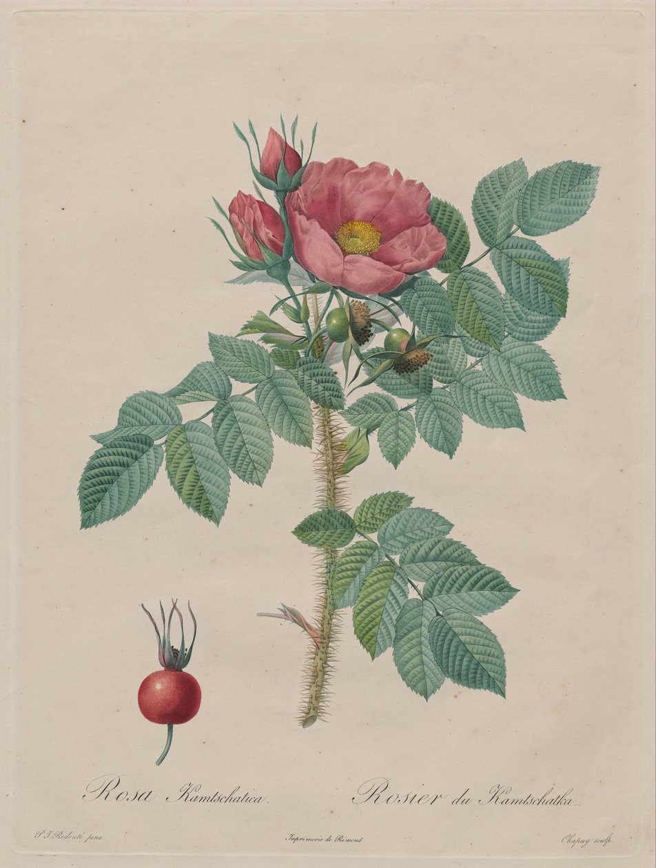 Kamtschatka Rose (Rosa Kamtschatica), from Redouté,  Les Roses, Paris, 1817–1824) av Pierre Joseph Redouté