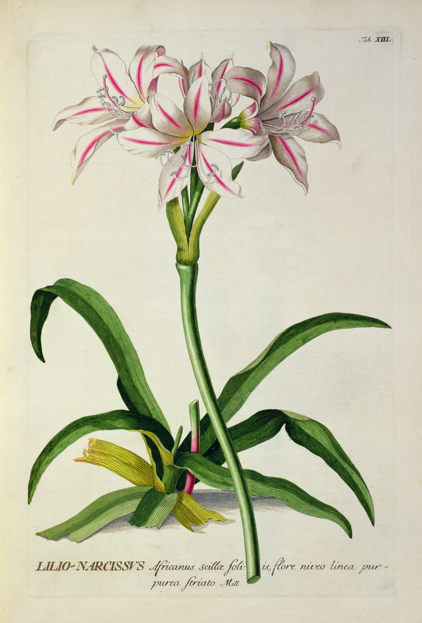 Lilio-Narcissus, Africanus, mai le 