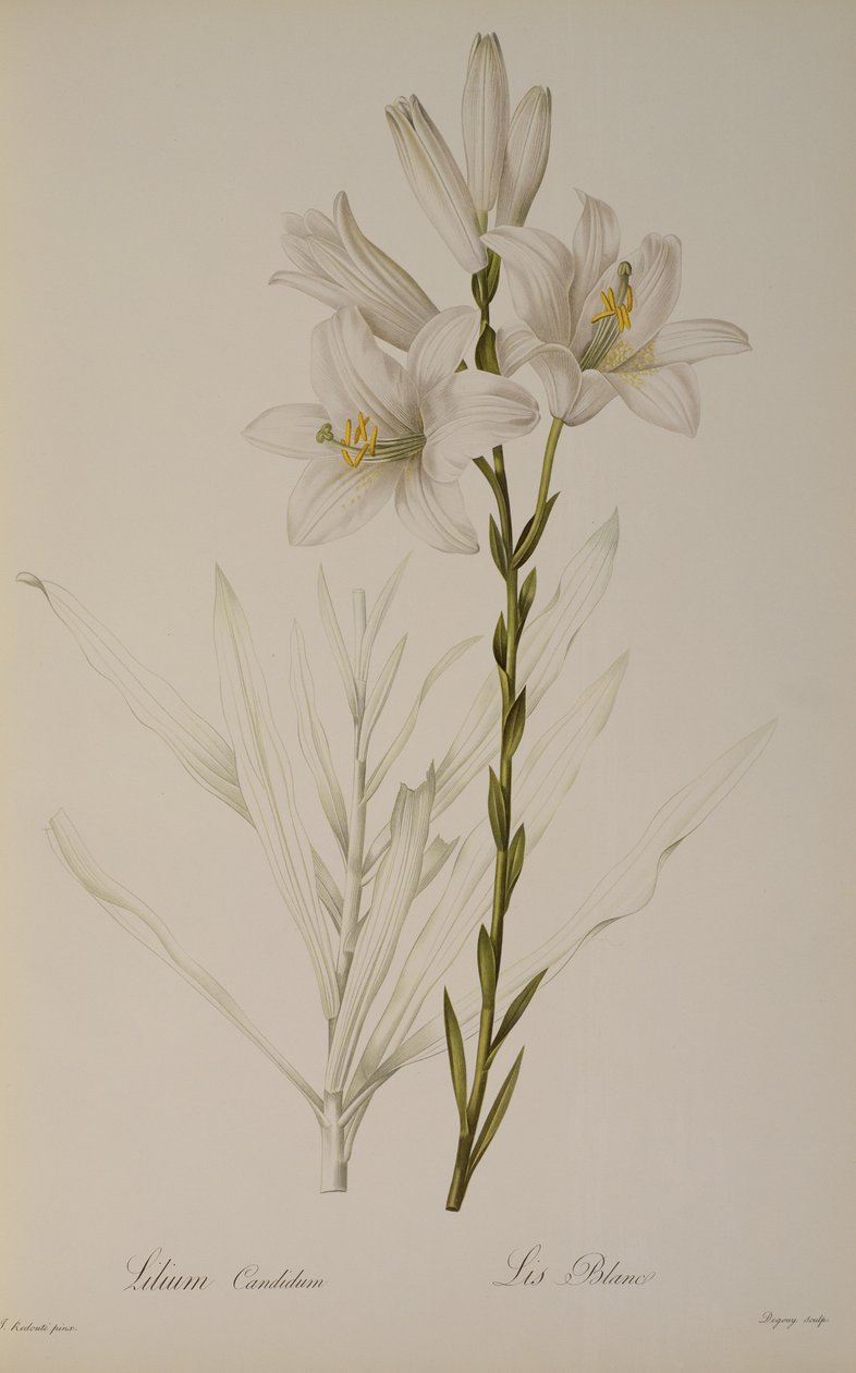 Lilium Candidum, från `Les Liliacees