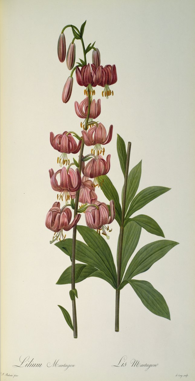 Lilium Martagon, från `Les Liliacees, 1806 av Pierre Joseph Redouté