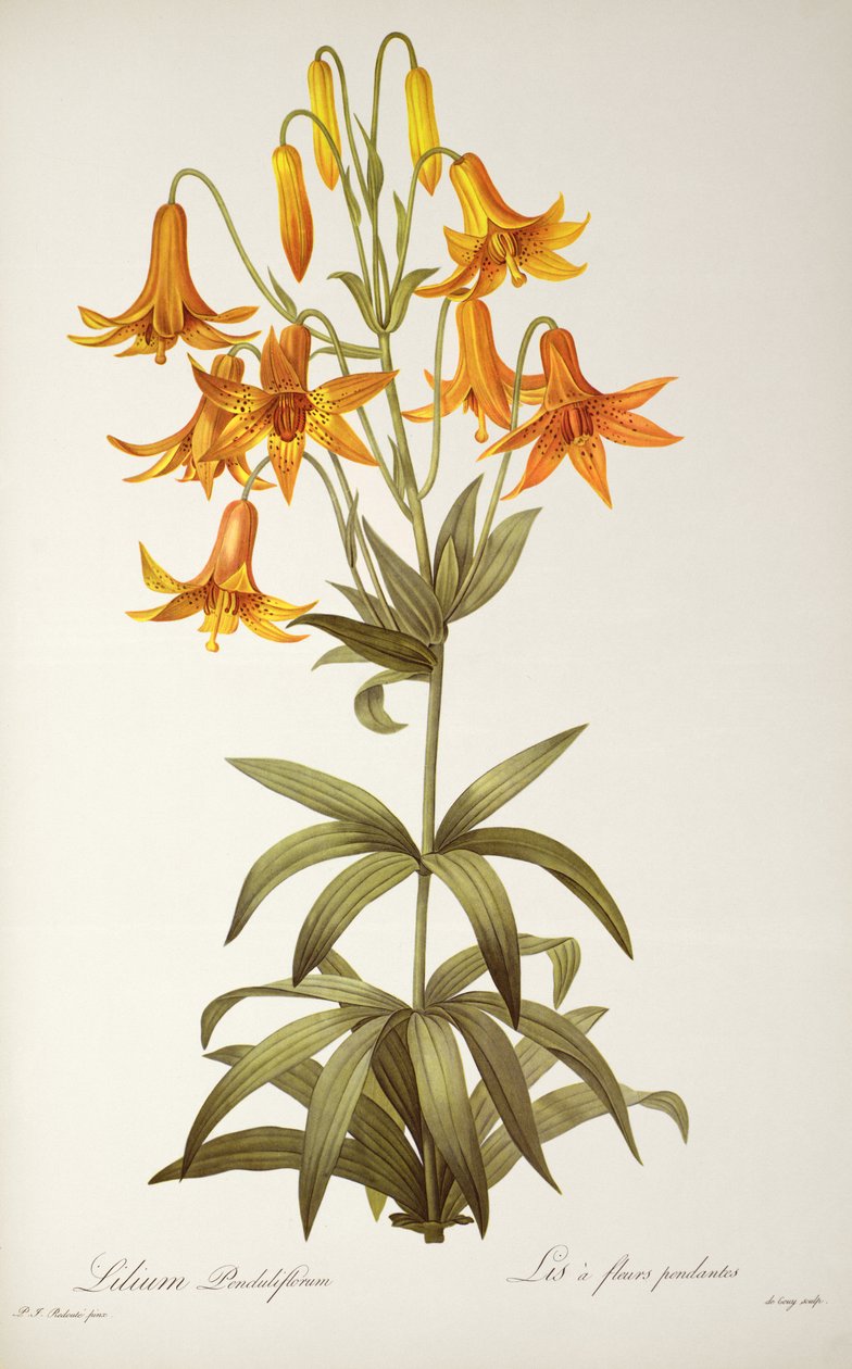 Lilium Penduliflorum, från 