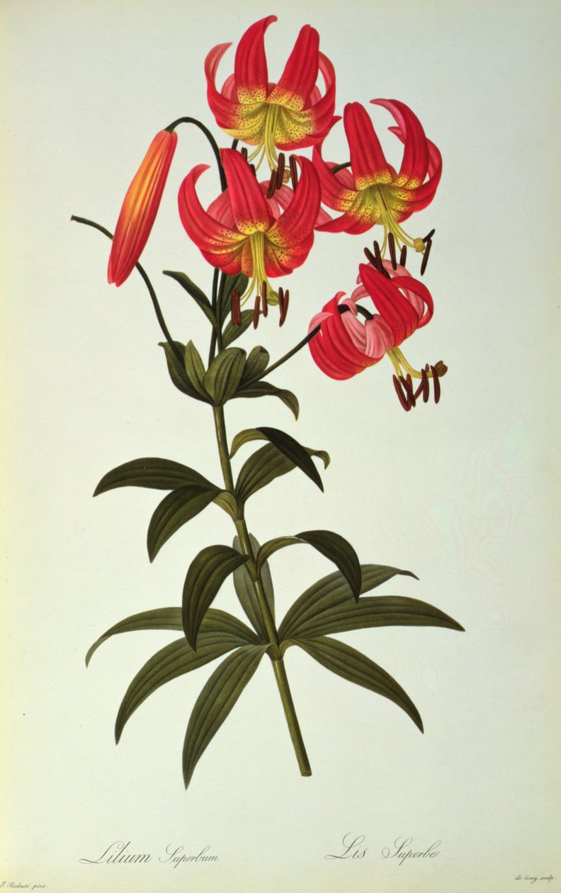 Lilium Superbus, från 