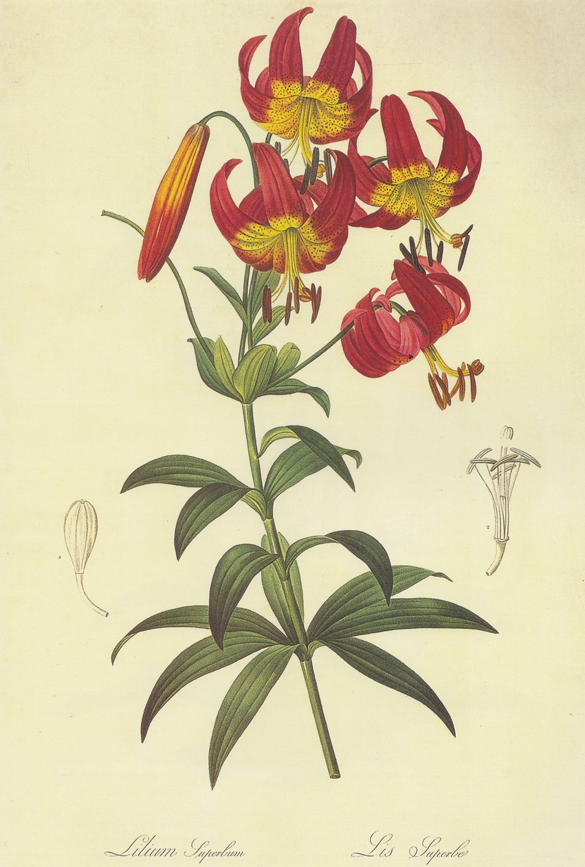 Lilium superbum Lithographie av Pierre Joseph Redouté