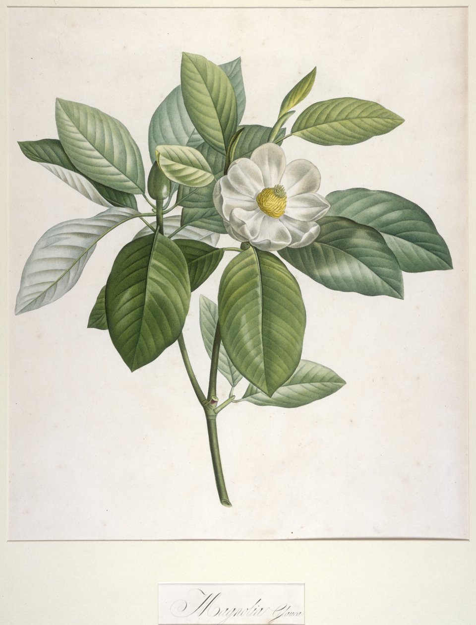 Magnolia Glauca, från Beskrivning av sällsynta växter odlade i Malmaison och Navarra, 1813 av Pierre Joseph Redouté
