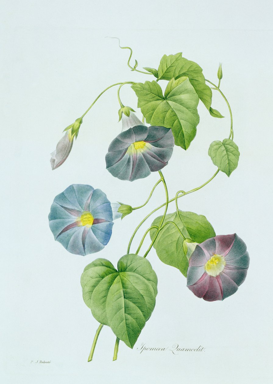 Morning Glory (färggravyr) av Pierre Joseph Redouté