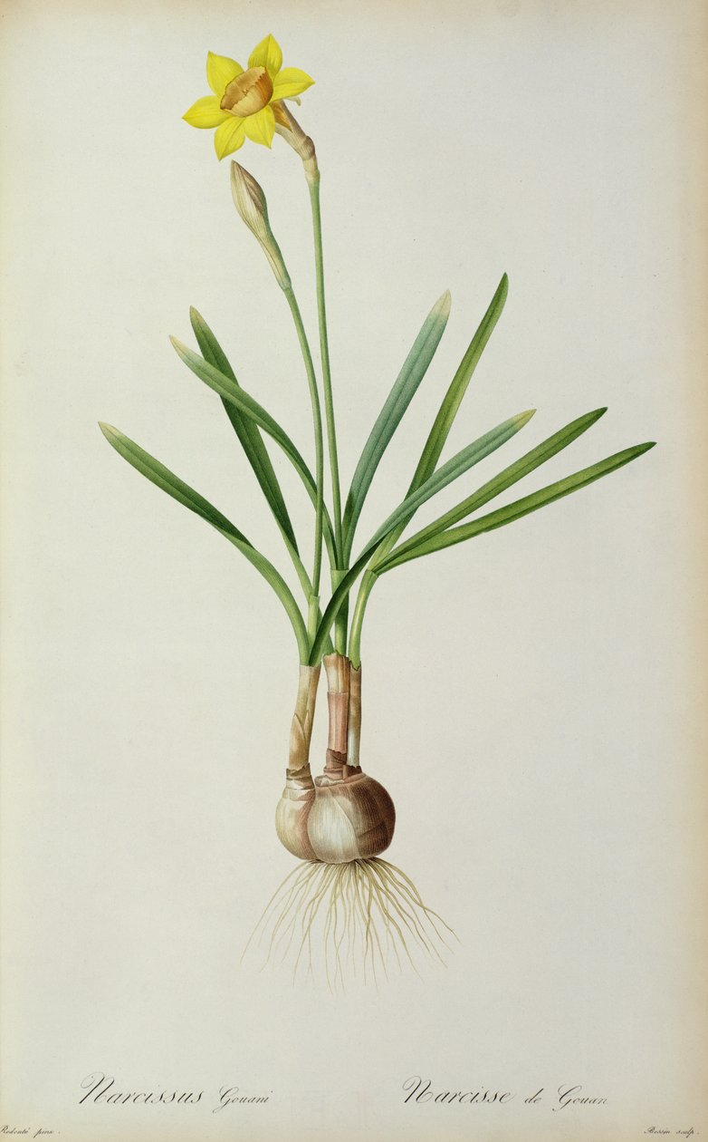 Narcissus Gouani, från "Les Liliacees", 1805 av Pierre Joseph Redouté
