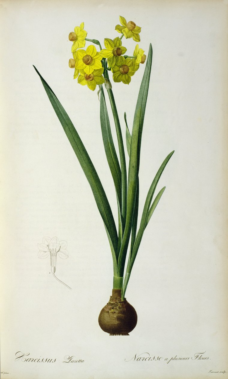 Narcissus Lazetta, kutoka 