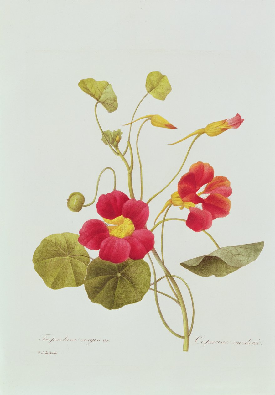 Nasturtium (färgad gravyr) av Pierre Joseph Redouté