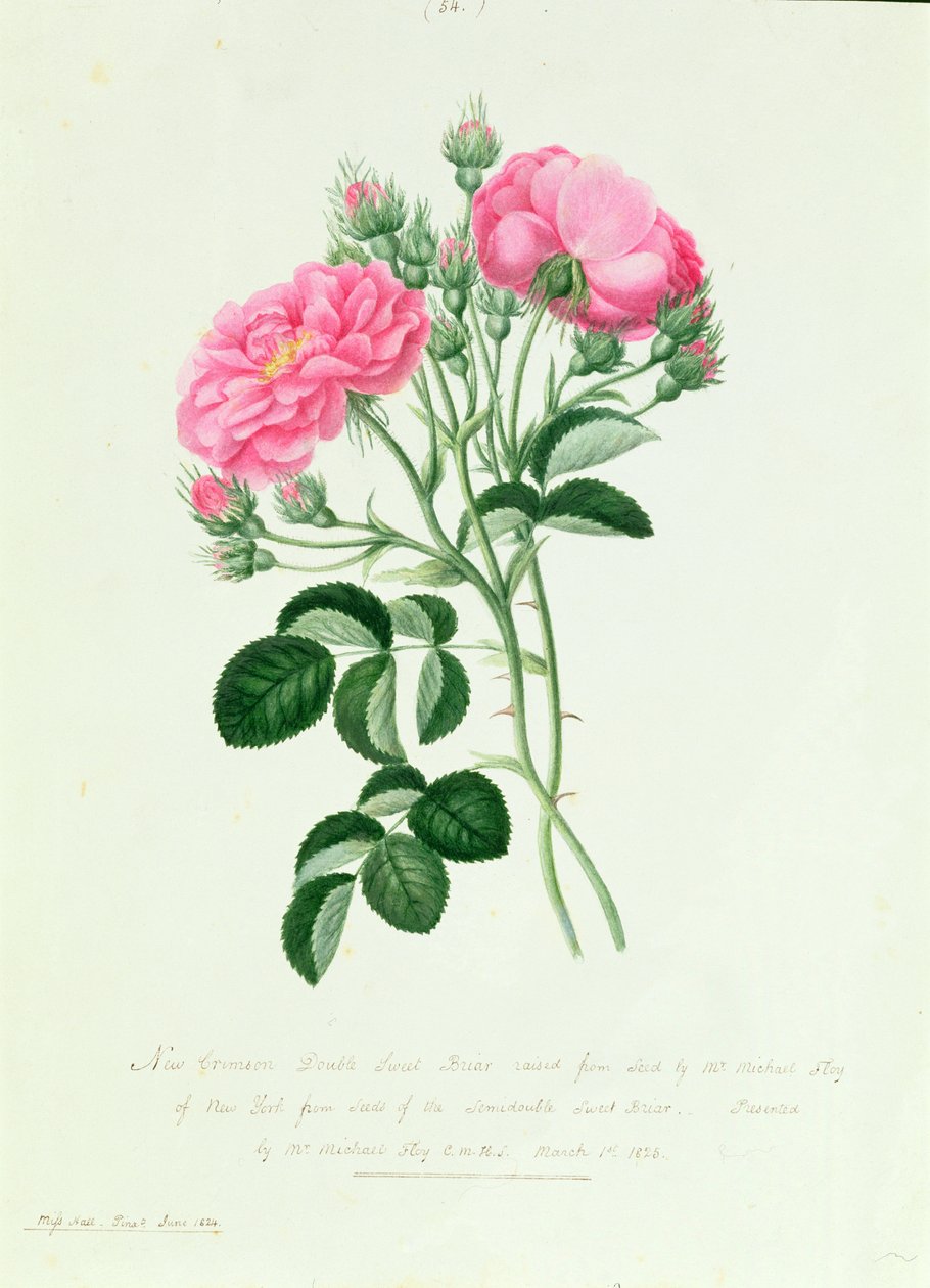 New Crimson Double Sweet Briar från New York av Pierre Joseph Redouté