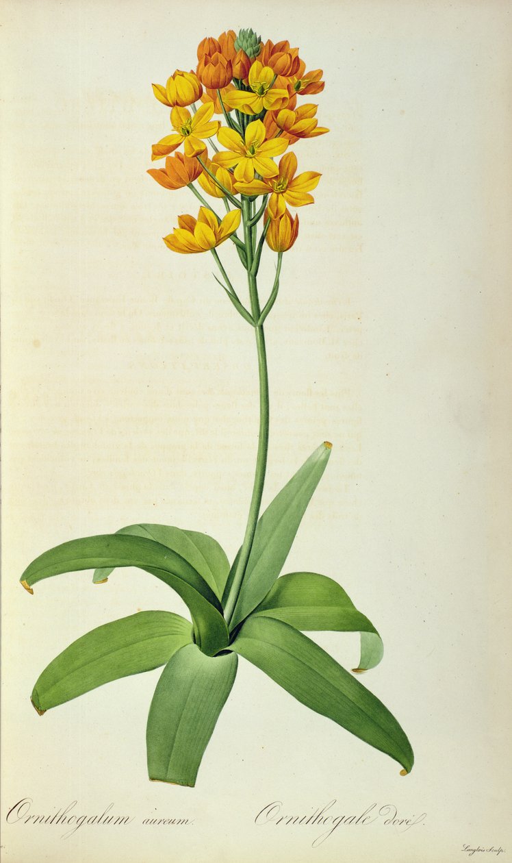 Golden Ornithogalum, från 