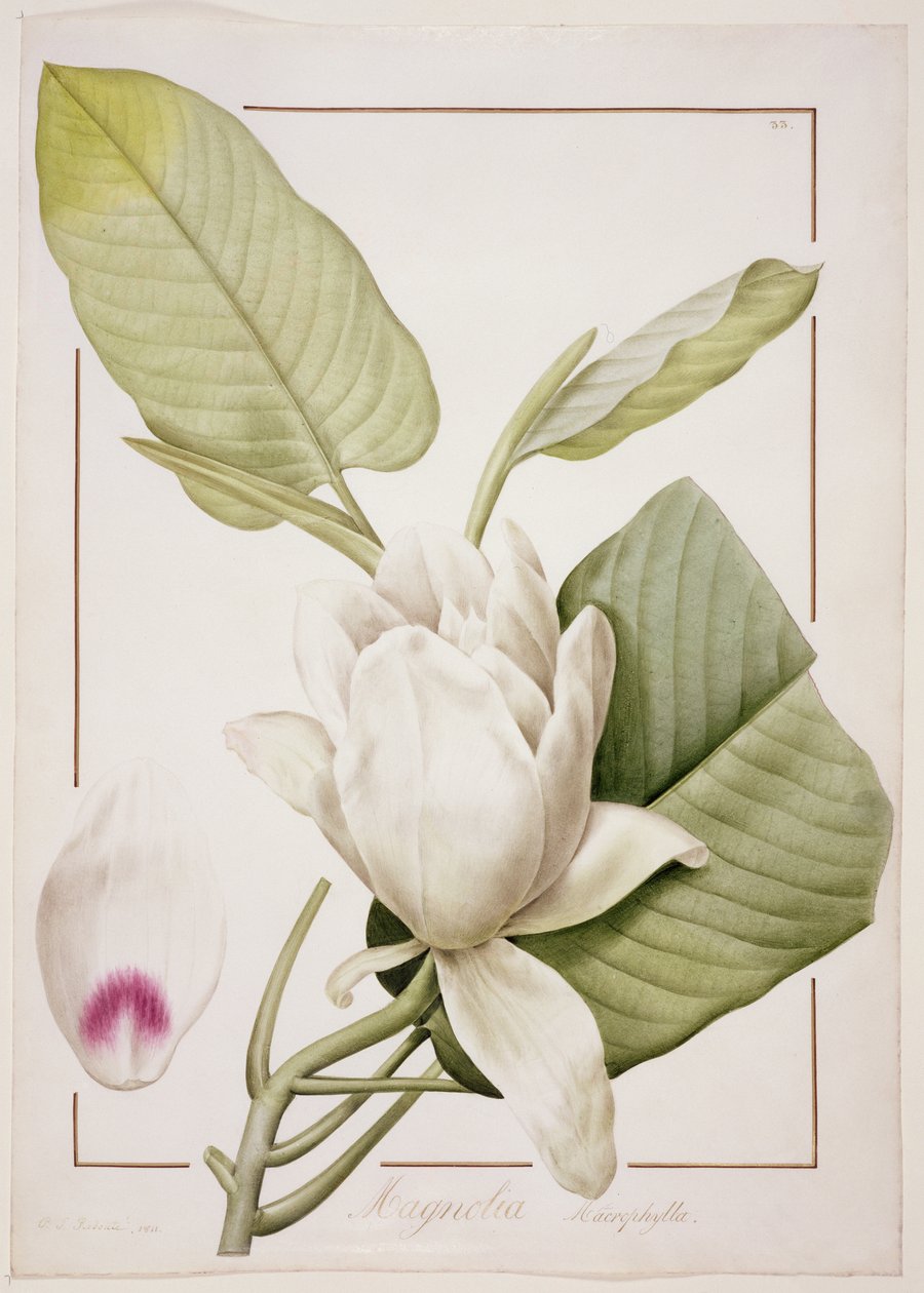 PD.122-1973f.33 Magnolia macrophylla, 1811 (penna och wc på veläng) av Pierre Joseph Redouté