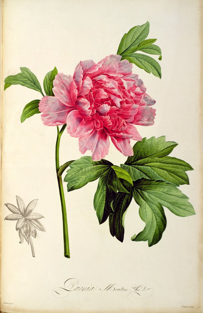 Paeonia Moutan, c.1799 (handfärgad gravyr) av Pierre Joseph Redouté