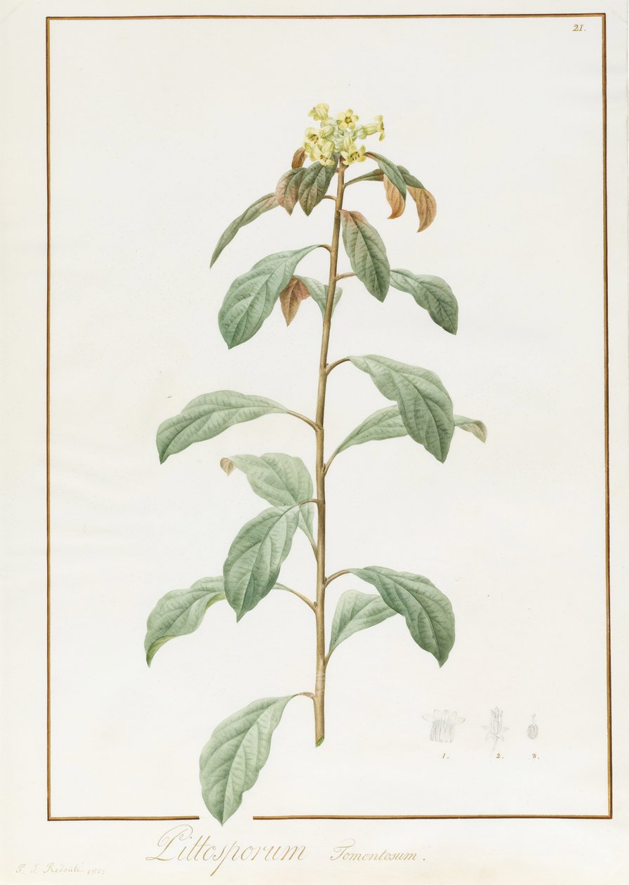 Paeonia Moutan var. B. Paeonia Suffruticosa, 1812 (wc med gummi arabic över spår av grafit på veläng) av Pierre Joseph Redouté