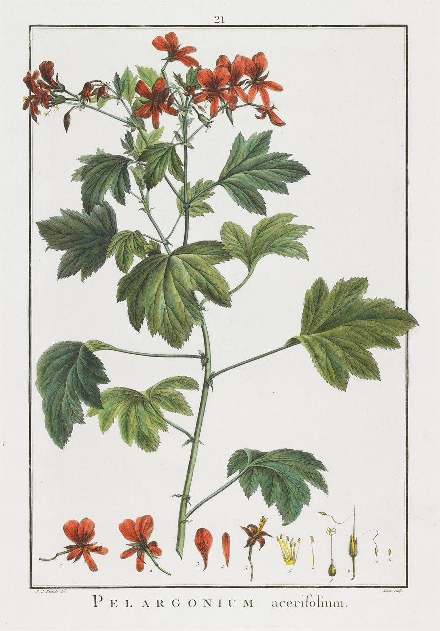 Pelargonium acerifolium, från Geraniologia, seu Erodii, Pelargonii, Monsoniae et Grieli historia iconibus illustrata, 1787-1788 av Pierre Joseph Redouté