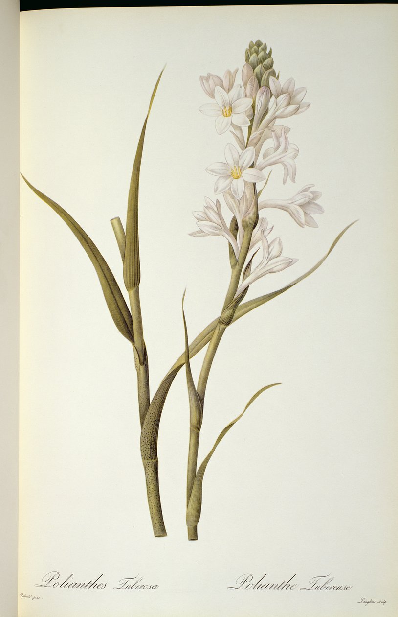 Polianthes Tuberosa, från "Les Liliacees", 1806. av Pierre Joseph Redouté