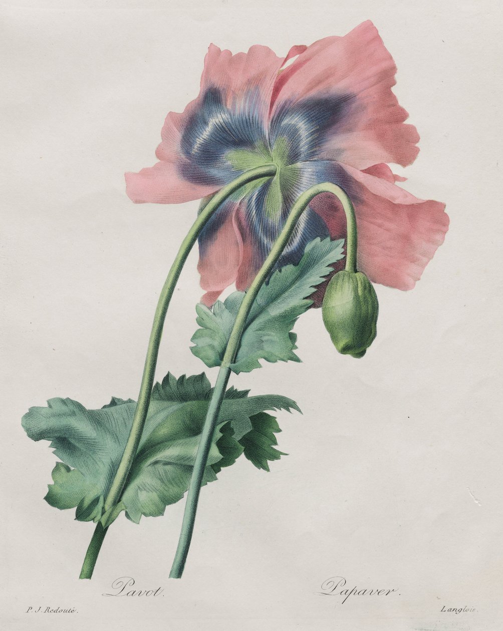 Poppy (Papaver), from Redouté,  av Pierre Joseph Redouté