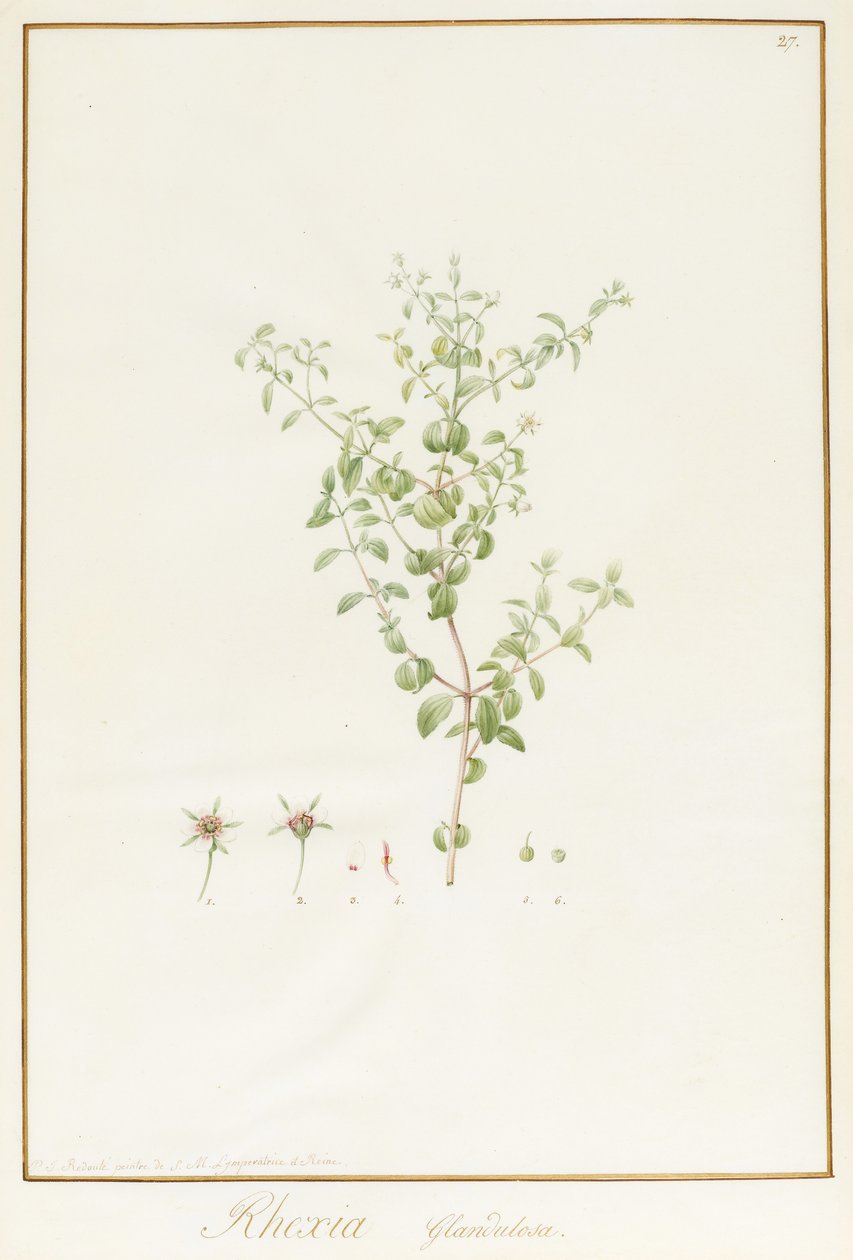 Rhexia Glandulosa (wc och kroppsfärg över spår av grafit på veläng) av Pierre Joseph Redouté