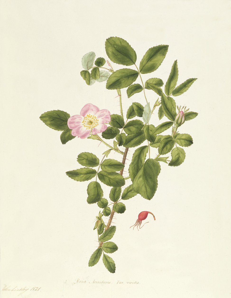 Rosa acicularis viridis av Pierre Joseph Redouté