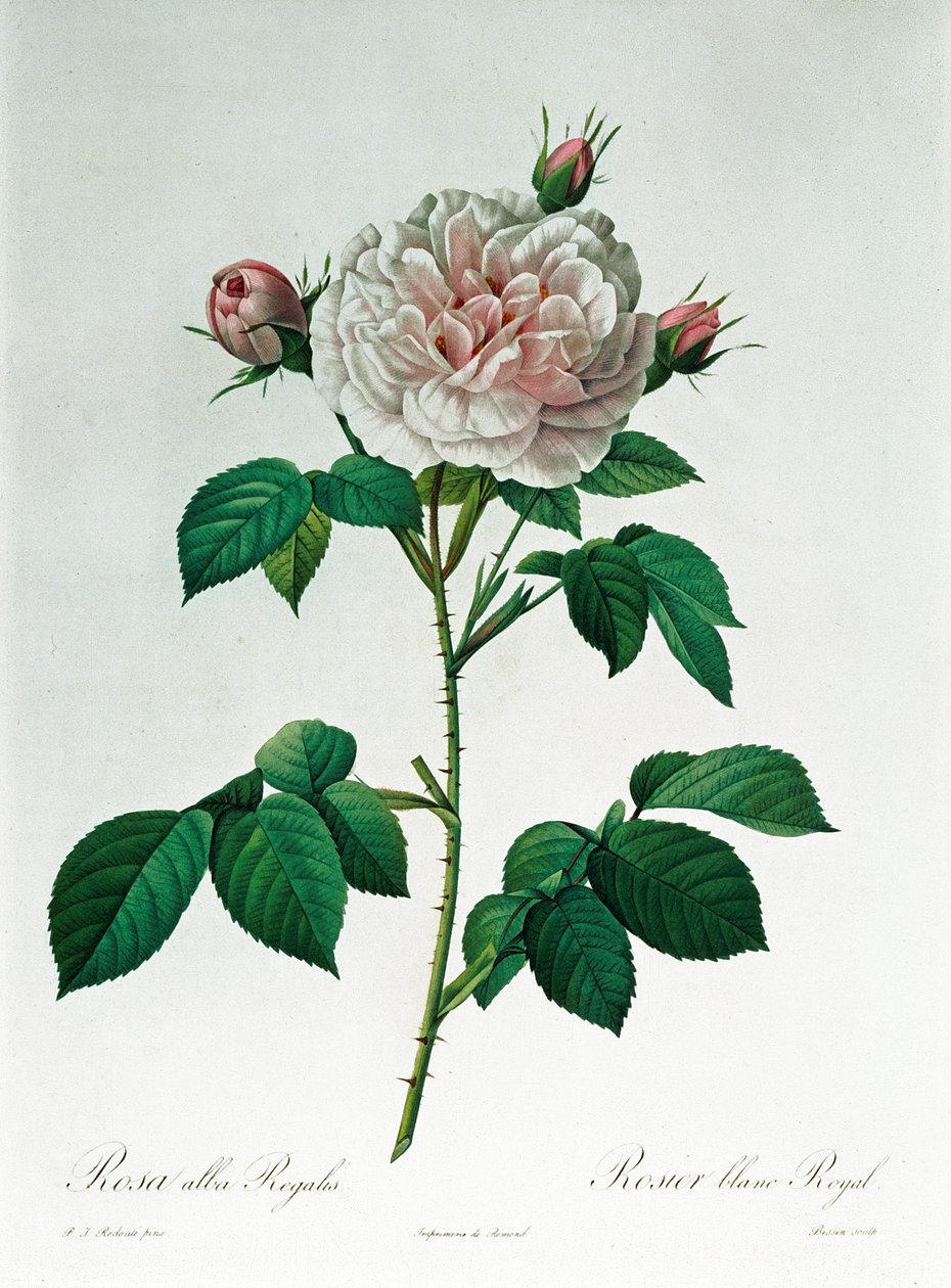 Rosa Alba Regalis, graverad av Bessin av Pierre Joseph Redouté