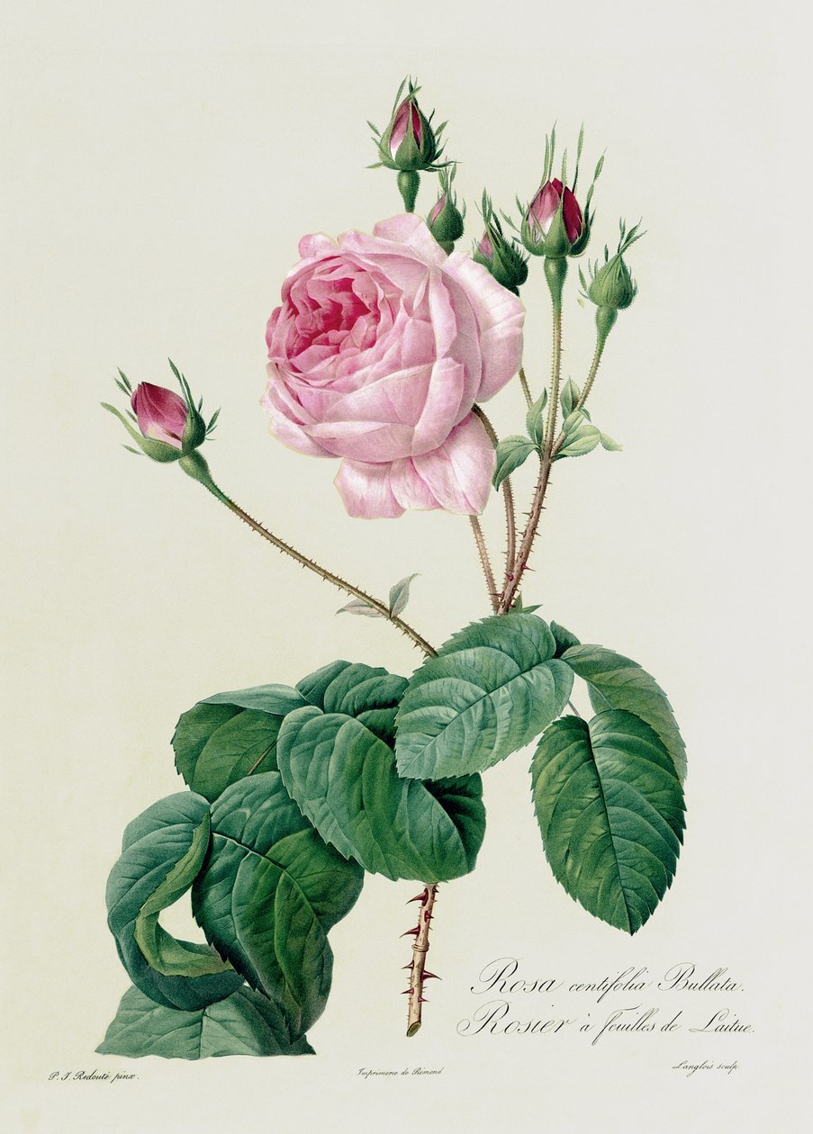 Rosa Centifolia Bullata, från 