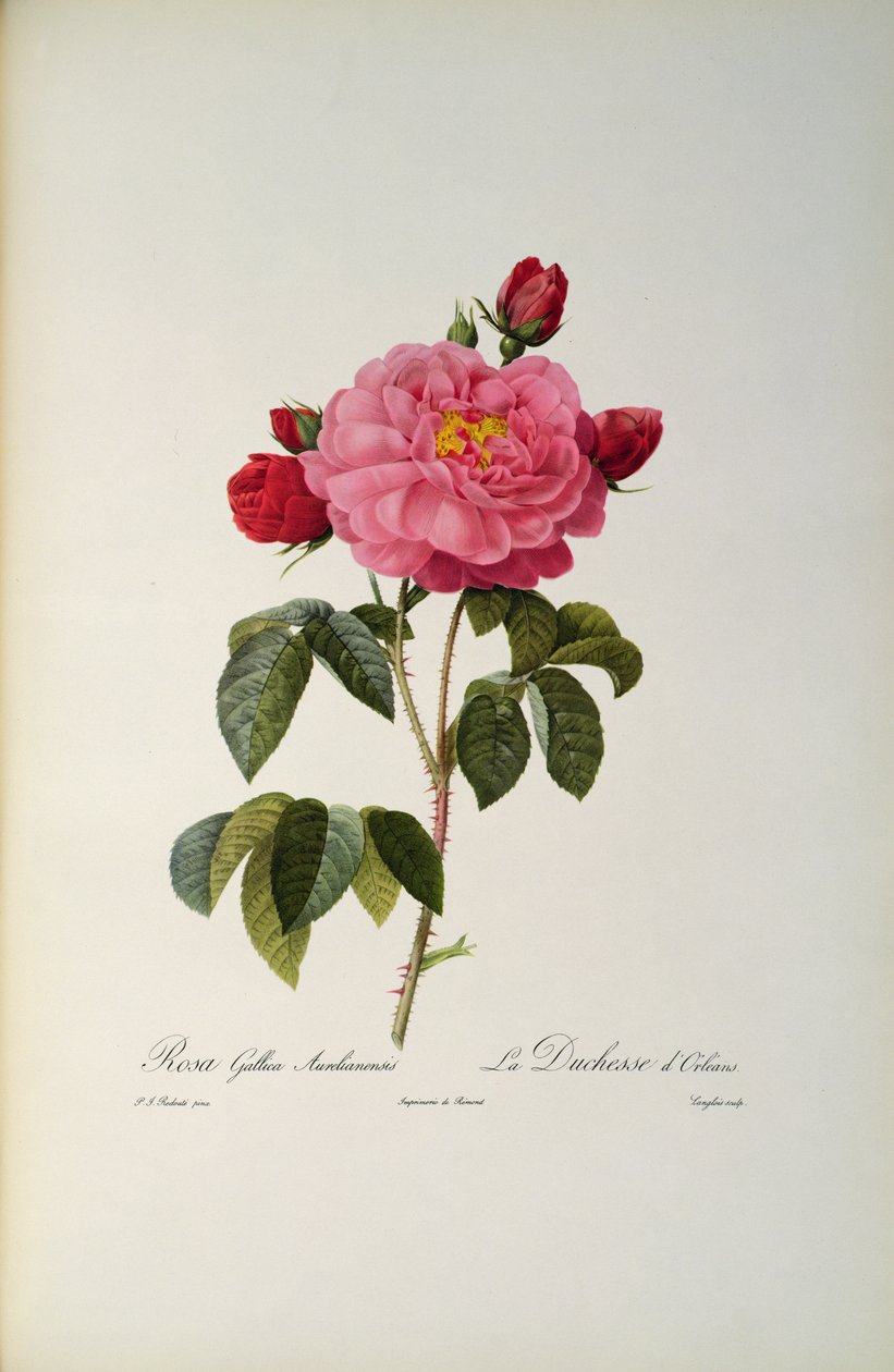 Rosa Gallica Aurelianensis eller hertiginnan av Orleans från "Les Roses", 1821 av Pierre Joseph Redouté