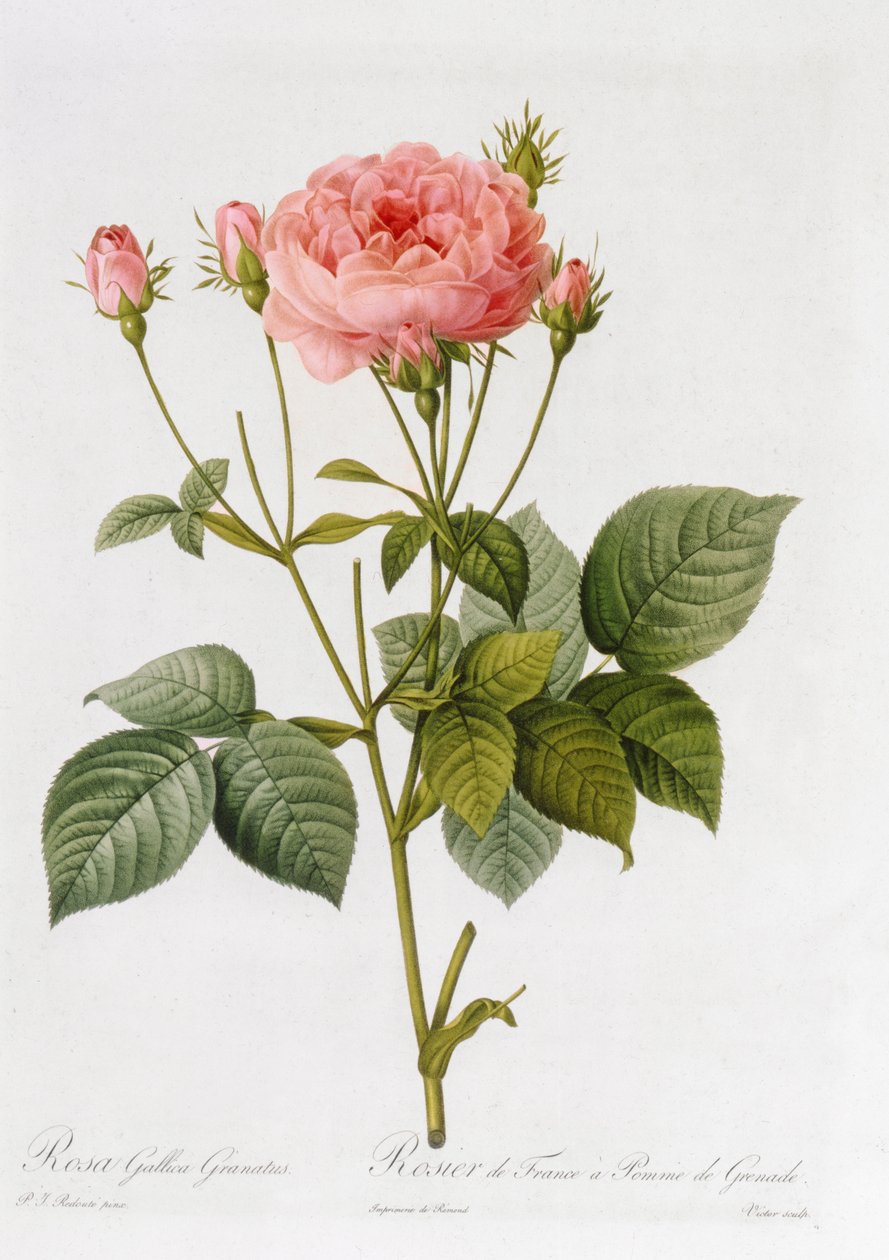 Rosa Gallica Granatus, från 