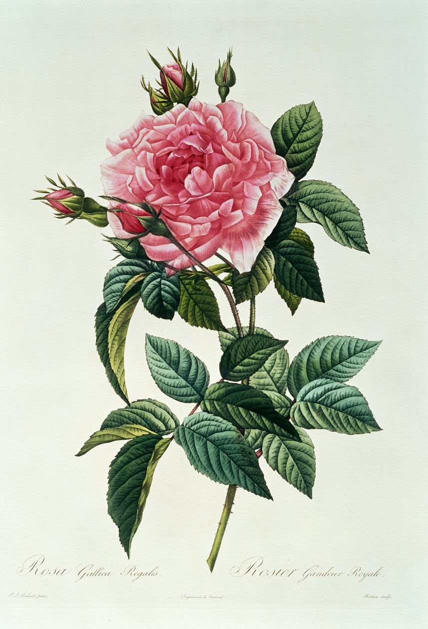 Rose av den franska kungliga av Pierre Joseph Redouté