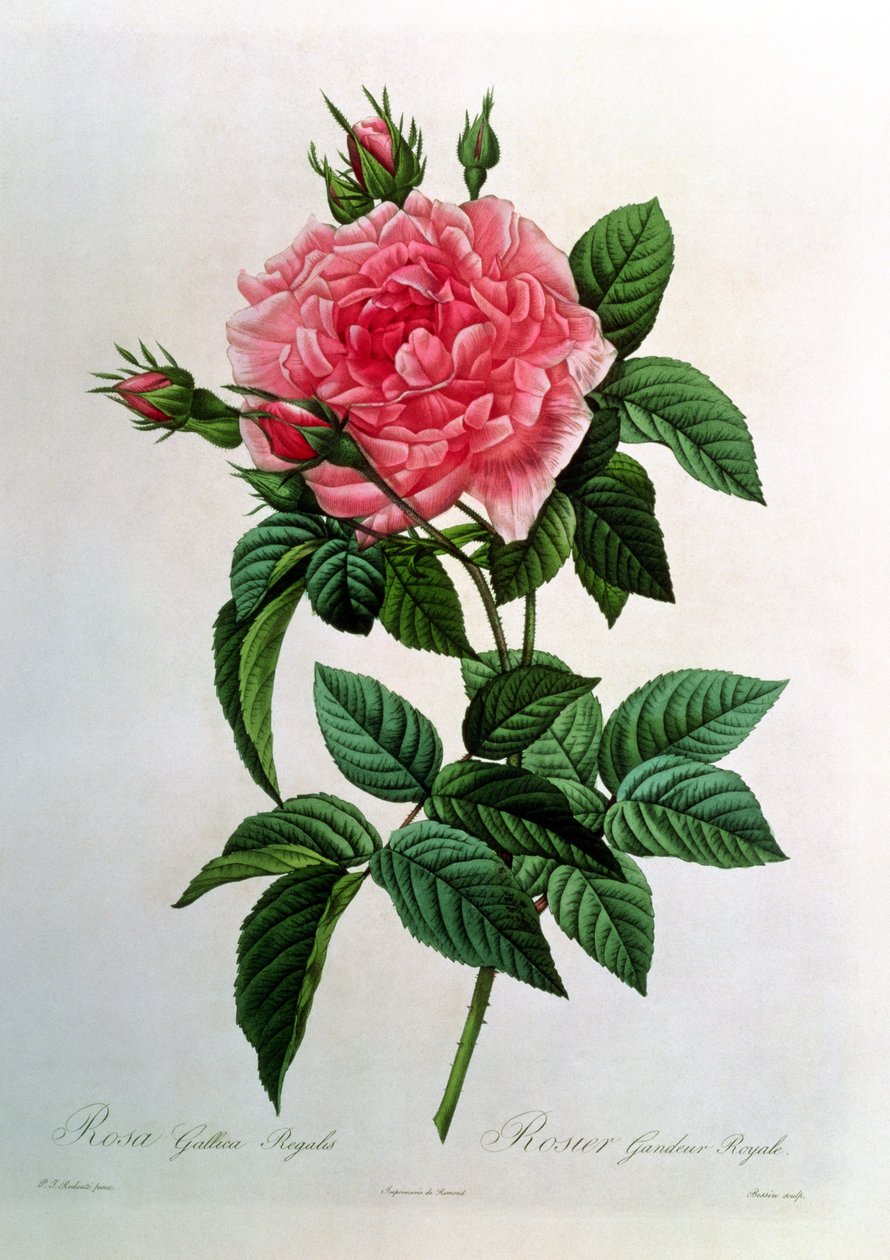 Rosa Gallica Regallis, från "Les Roses", 1800-talet av Pierre Joseph Redouté