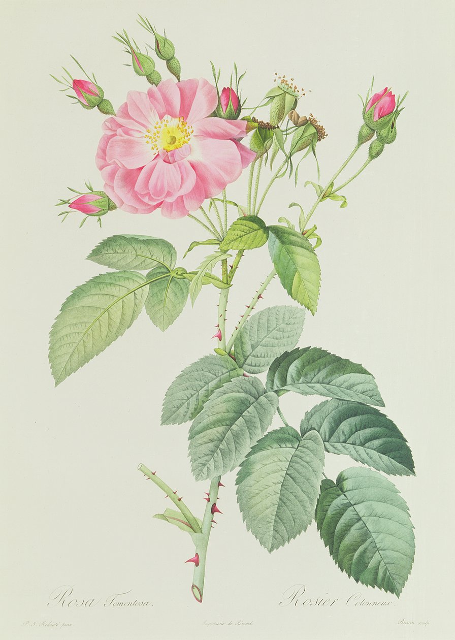 Rosa Gallica Rosea Flore Simplici av Pierre Joseph Redouté